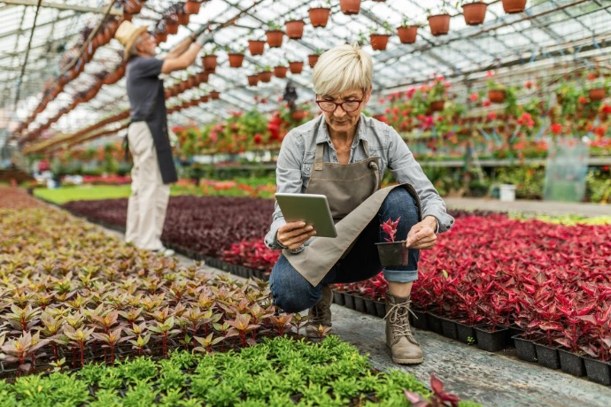 Agricoltore che utilizza un software gestionale per aziende agricole in serra su computer portatile durante un'attività in campo.